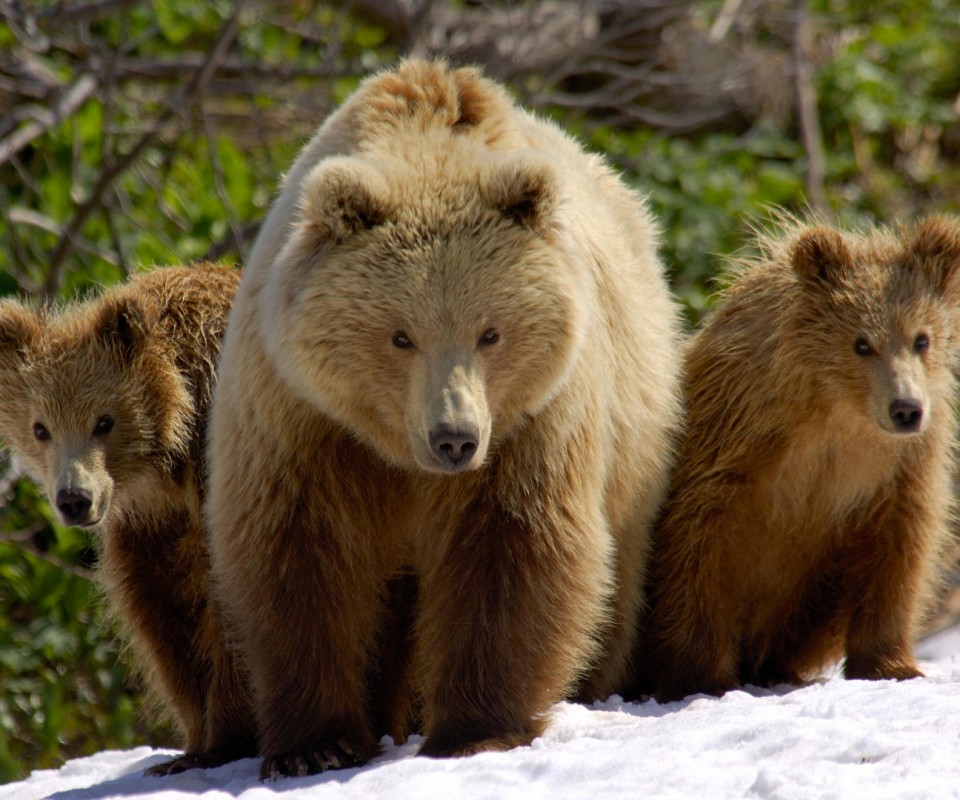 Три медведя обои