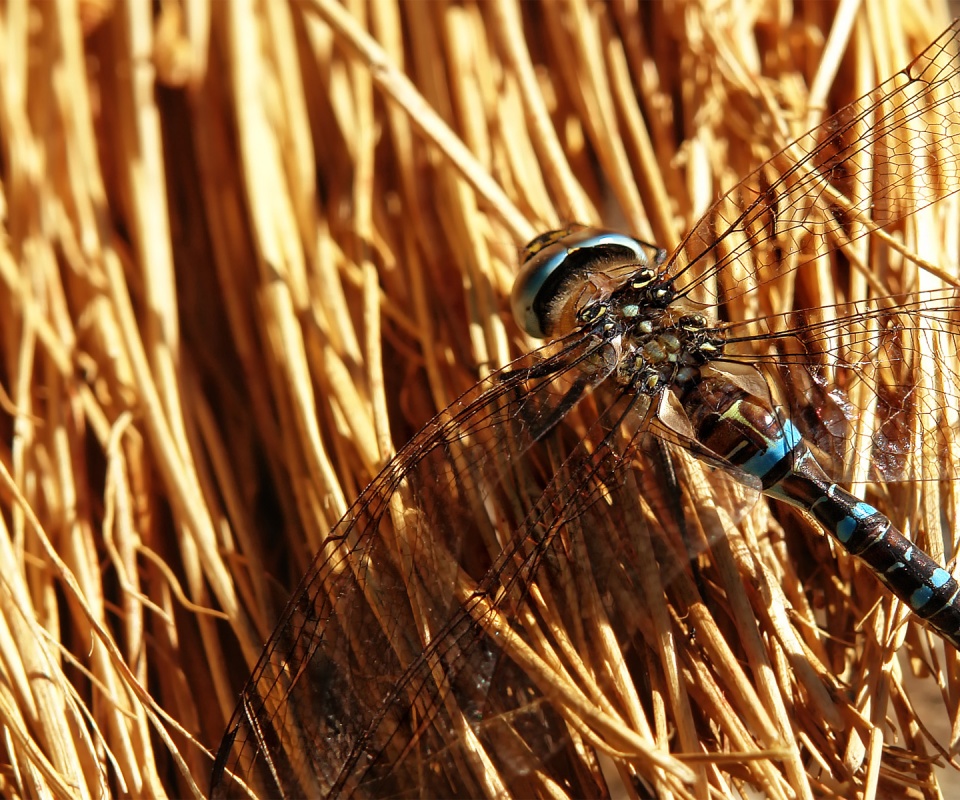 Стрекоза на сене обои