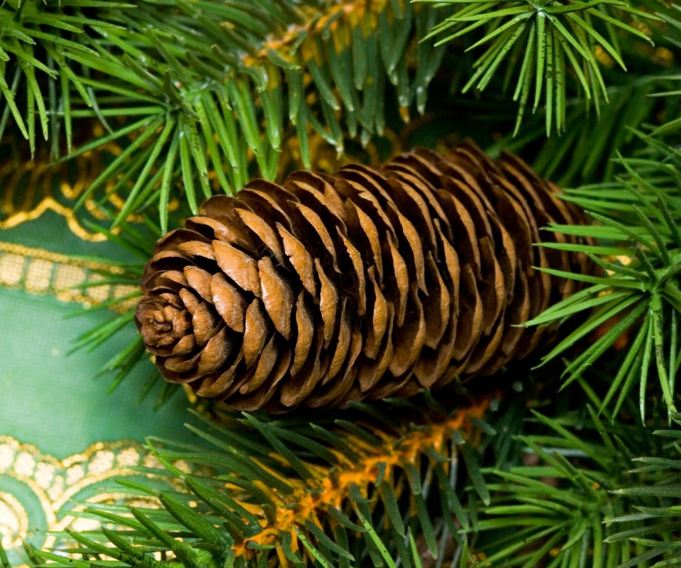 Шишка на елке обои