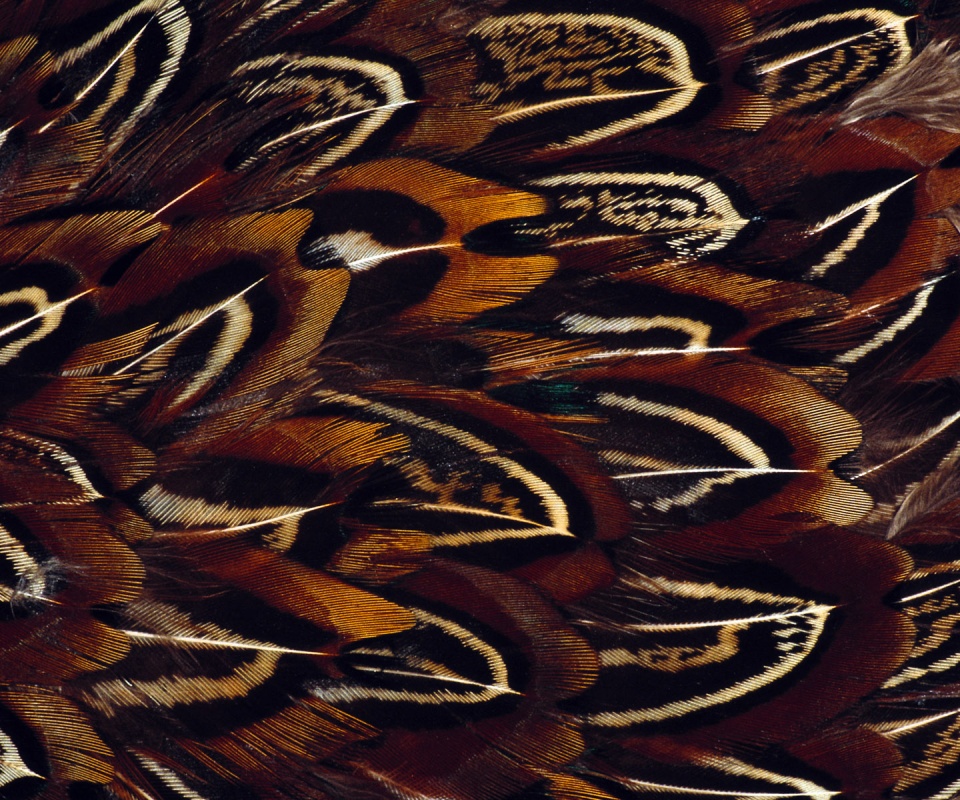 Красивые перья обои