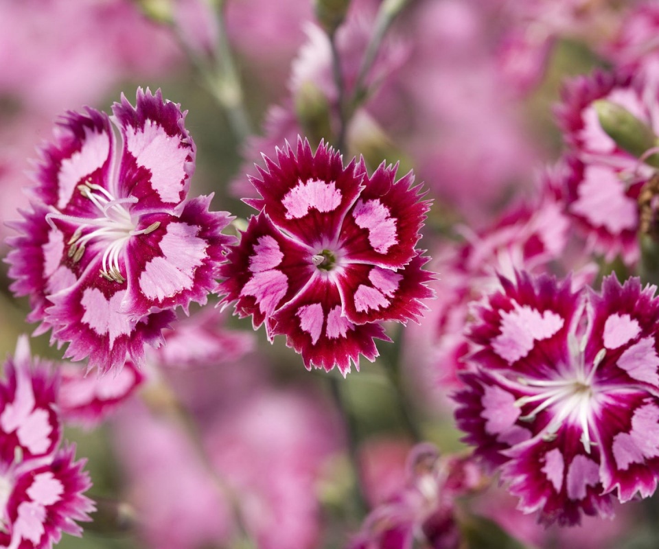 Неизвестные науке цветы обои