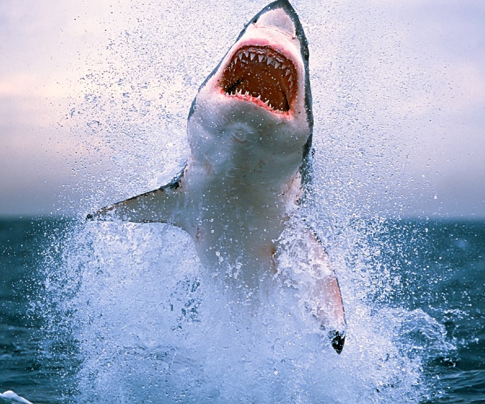 Зубастая акула обои