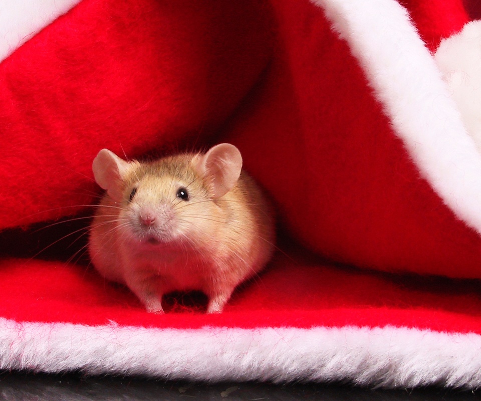 Толстый новогодний мышонок обои