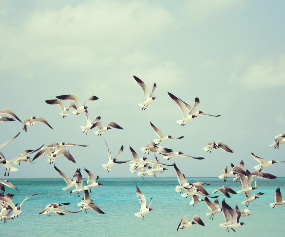 Стая взлетающих чаек обои