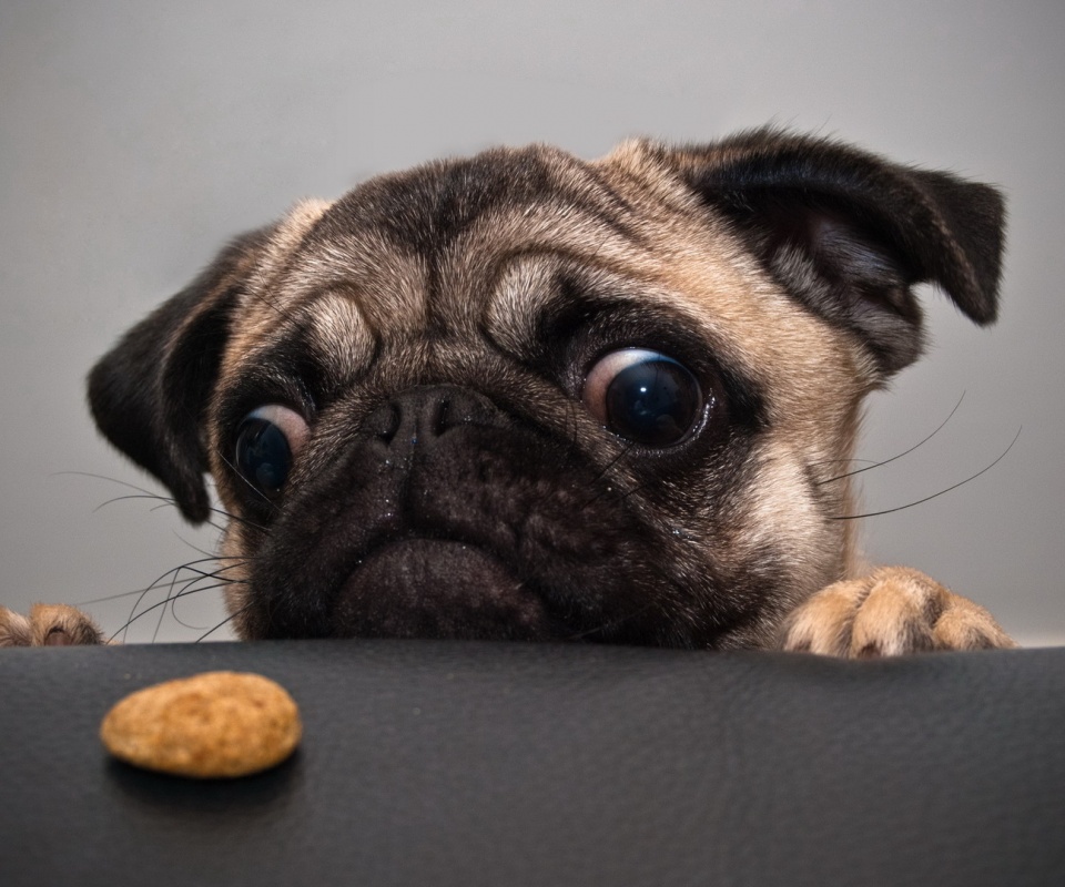 Собака нашла печеньку обои