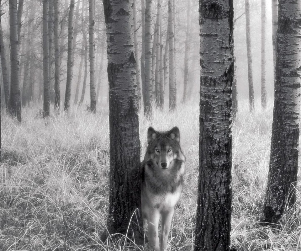 Волк в лесу обои