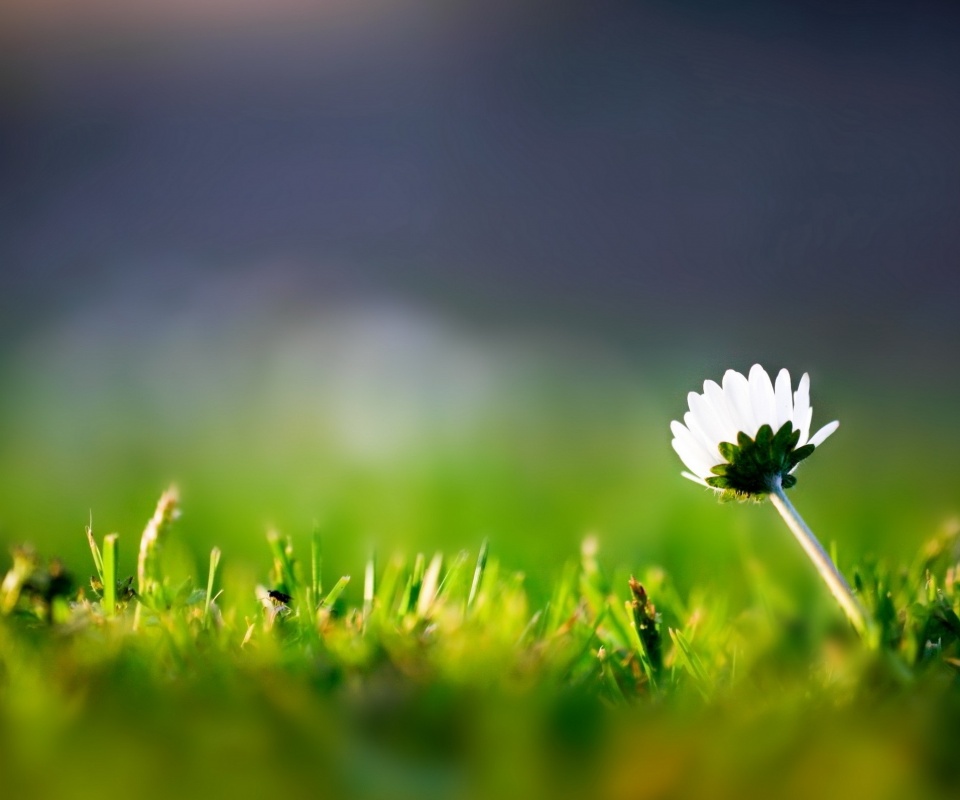 Цветок на траве обои