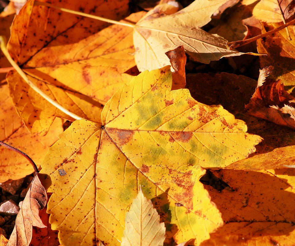 Осенние листья обои