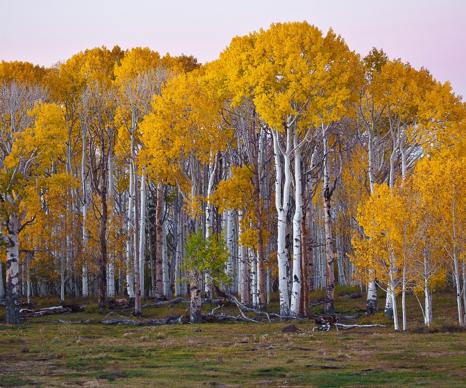 Пожелтевшая березовая роща обои