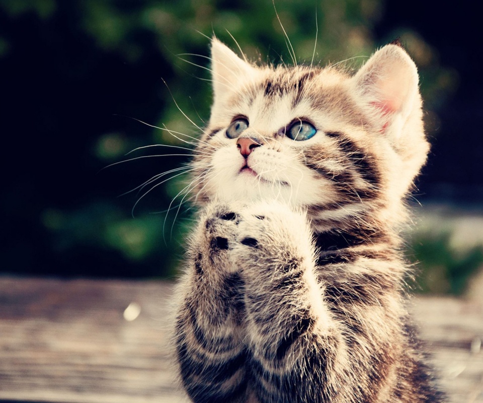 Непередаваемо прелестный котенок сложил лапки обои