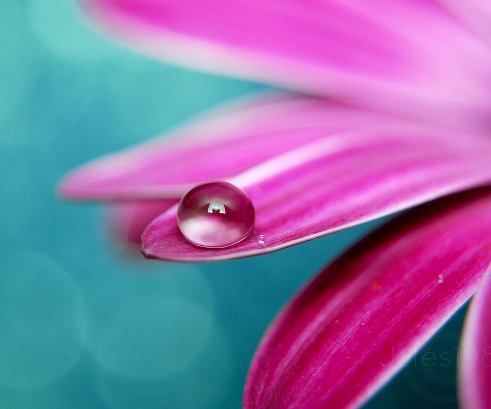 Капля на лепестке обои