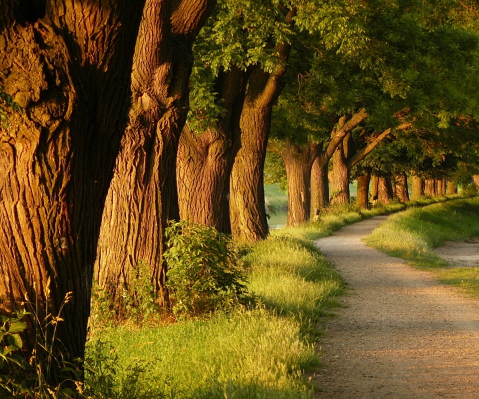 Аллея старых раскидистых деревьев обои