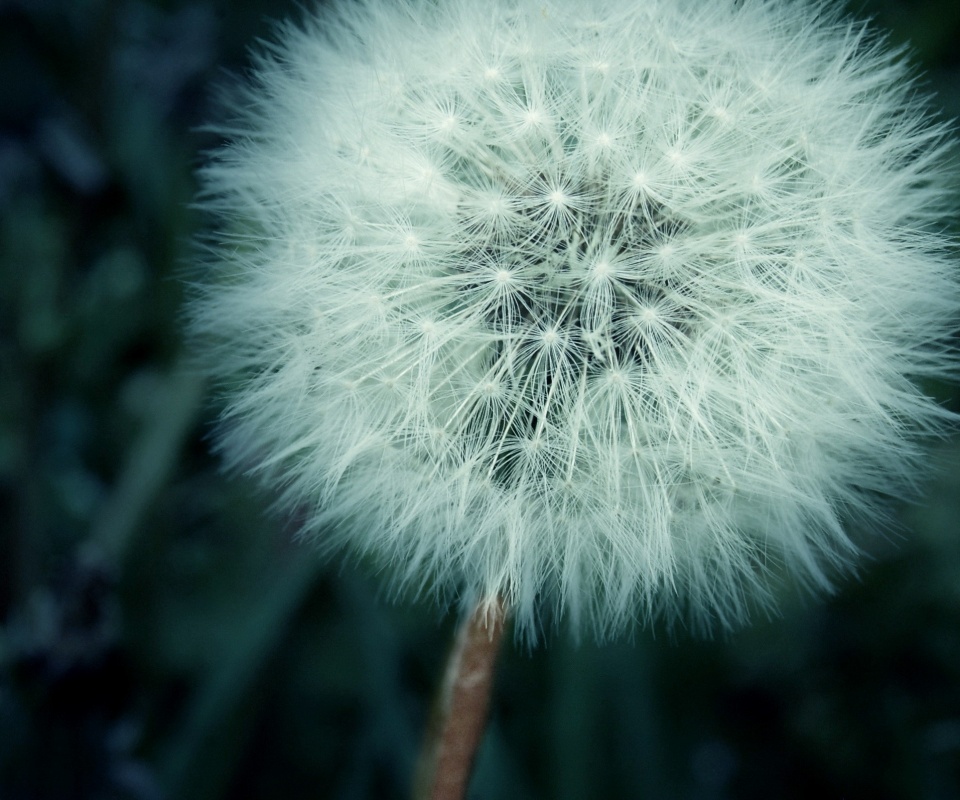 Одуванчик обои