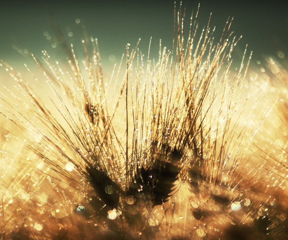 Трава на солнце обои