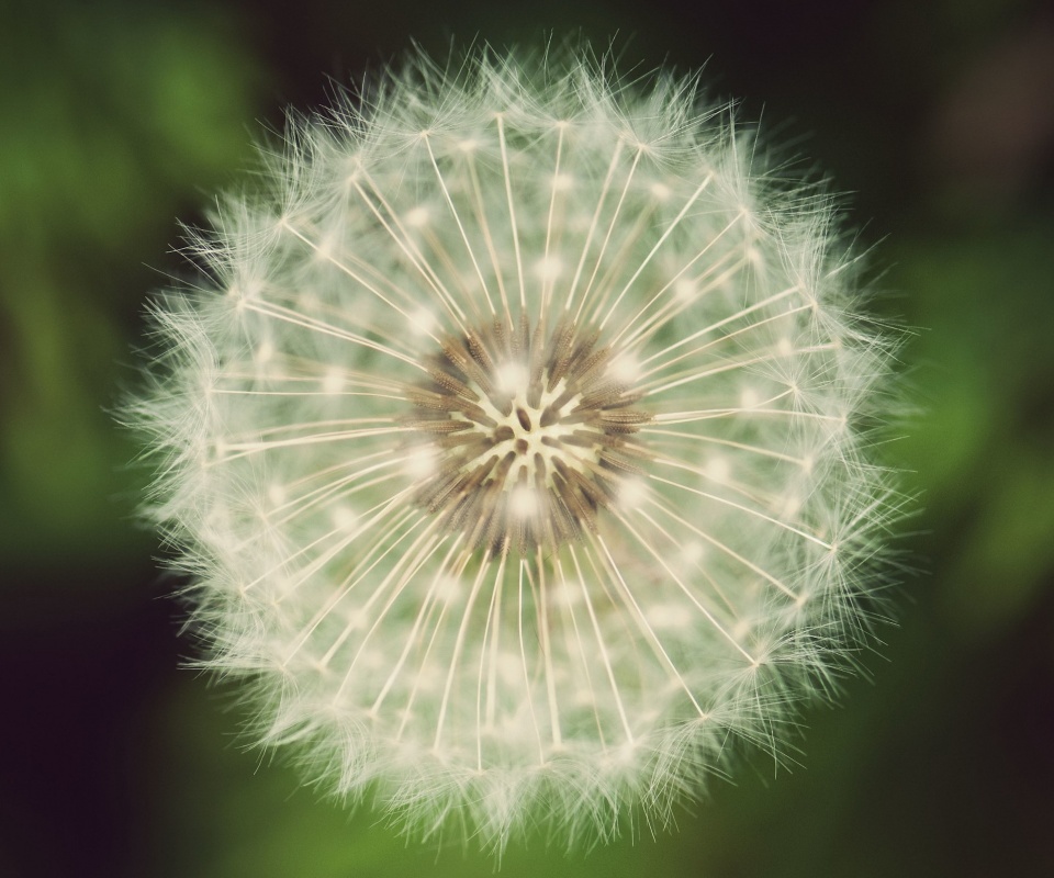 Макро фотография одуванчика обои