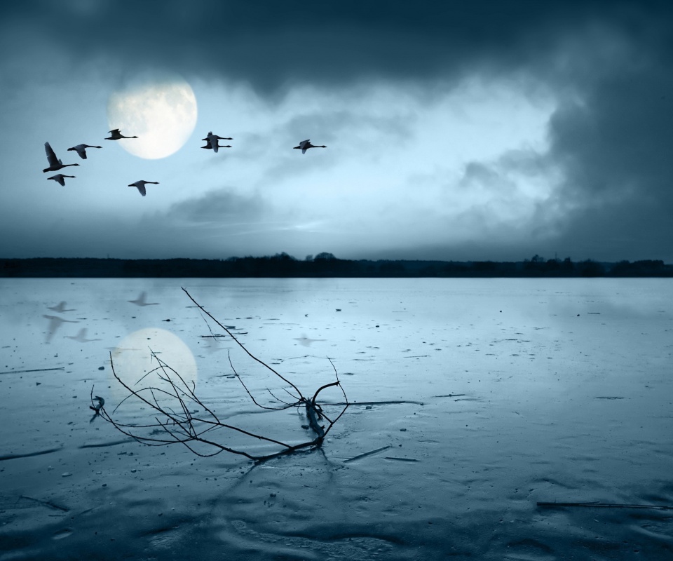 Полет птиц над озером обои