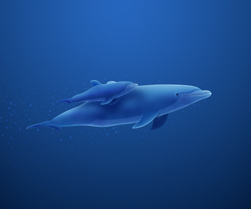 Дельфин и дельфиненок обои