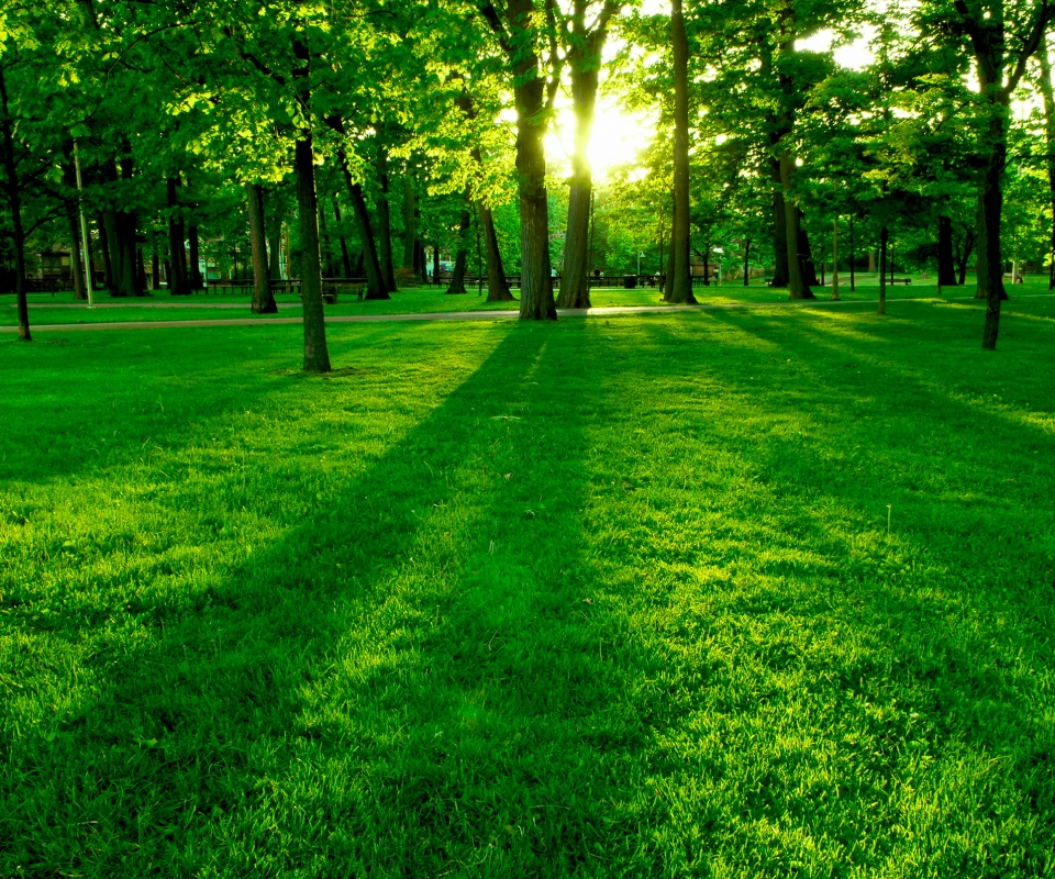 Лучи солнца сквозь листву деревьев обои