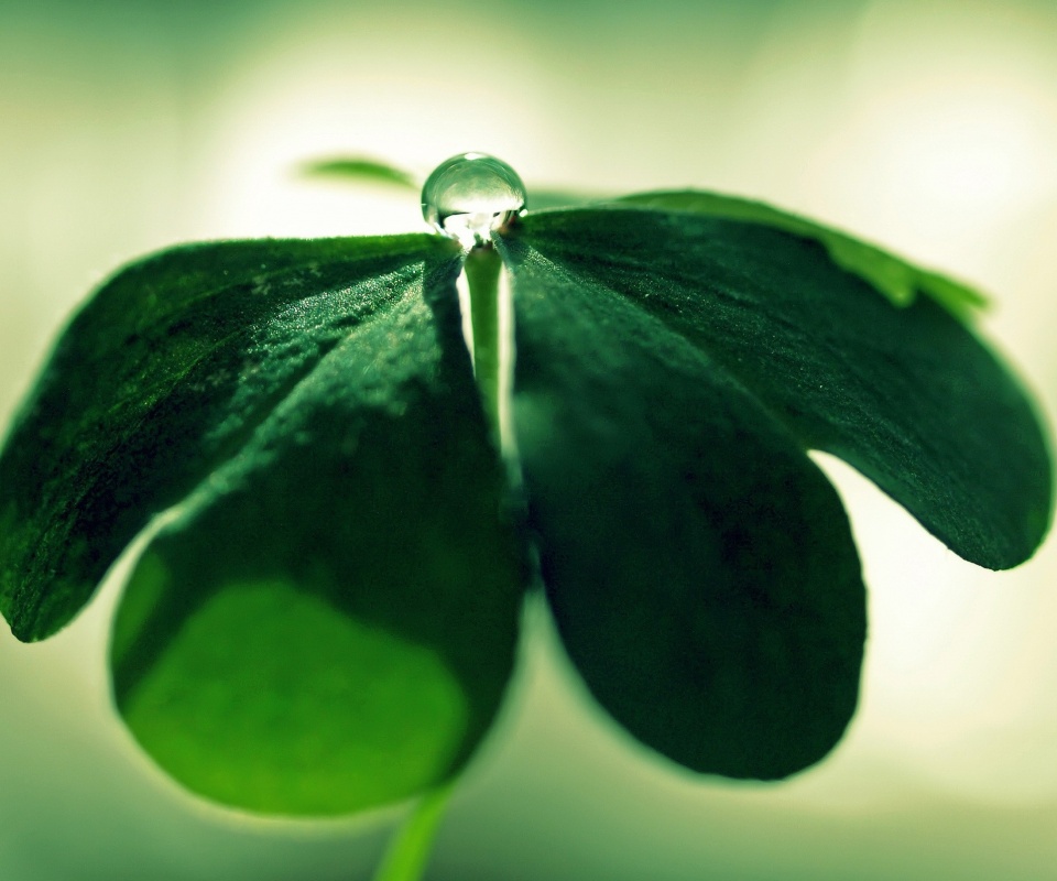 Зеленые листики и капелька воды обои