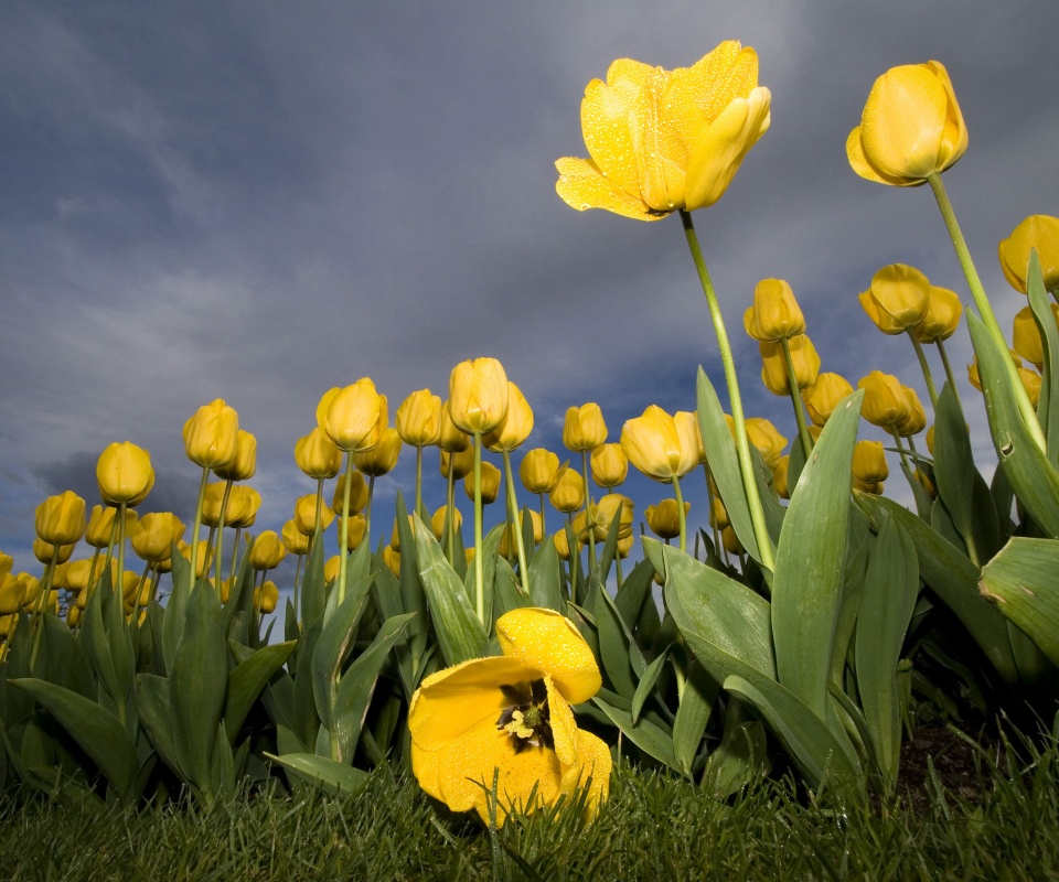 Жёлтые тюльпаны обои