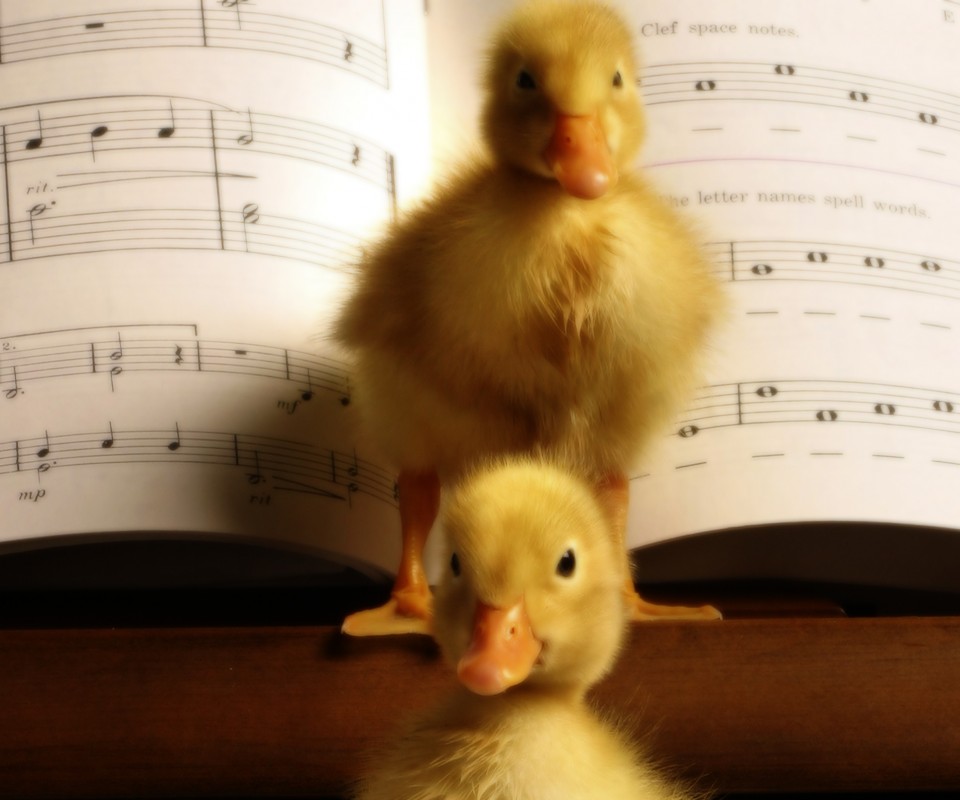 Музыкальные утята обои