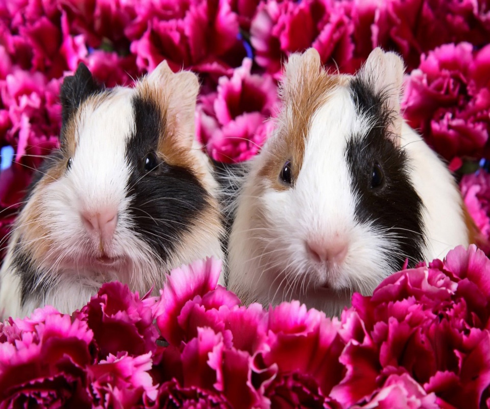 Морские свинки в гвоздиках обои