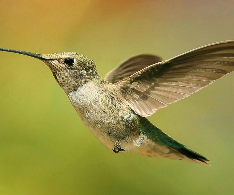 Колибри в полёте обои