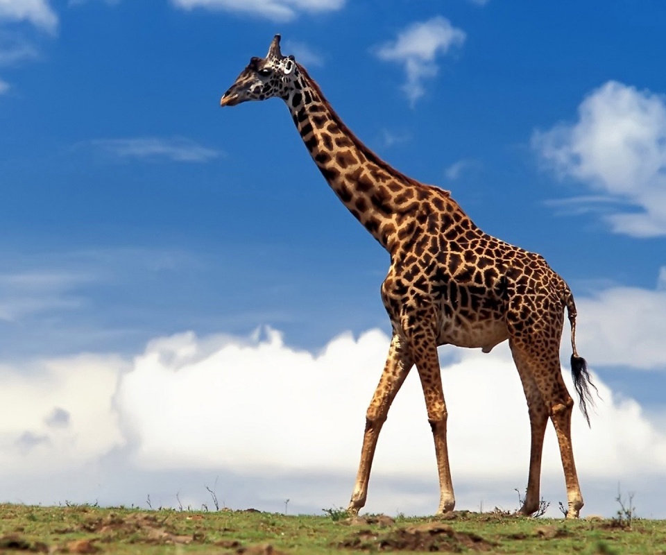 Жираф на прогулке обои