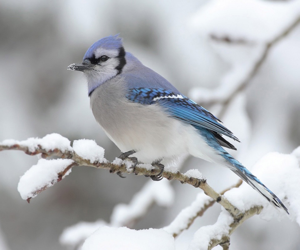 Маленькая синяя птичка обои