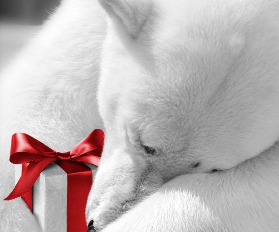 Белый мишка с подарком обои