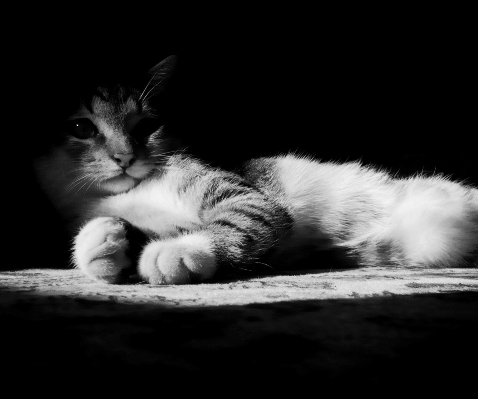 Котик в тени обои