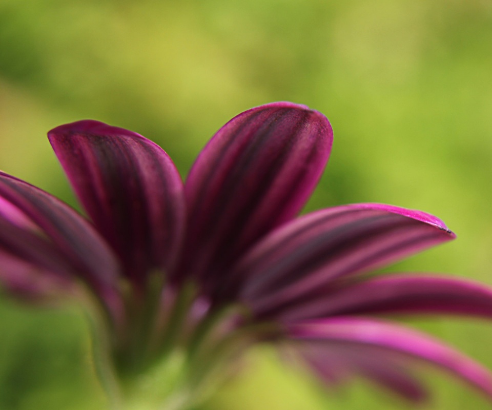 Макро фото цветка обои