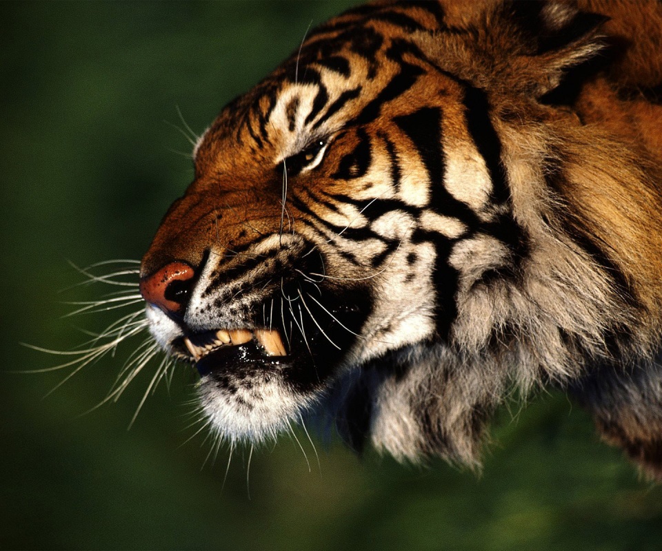Тигриный оскал обои