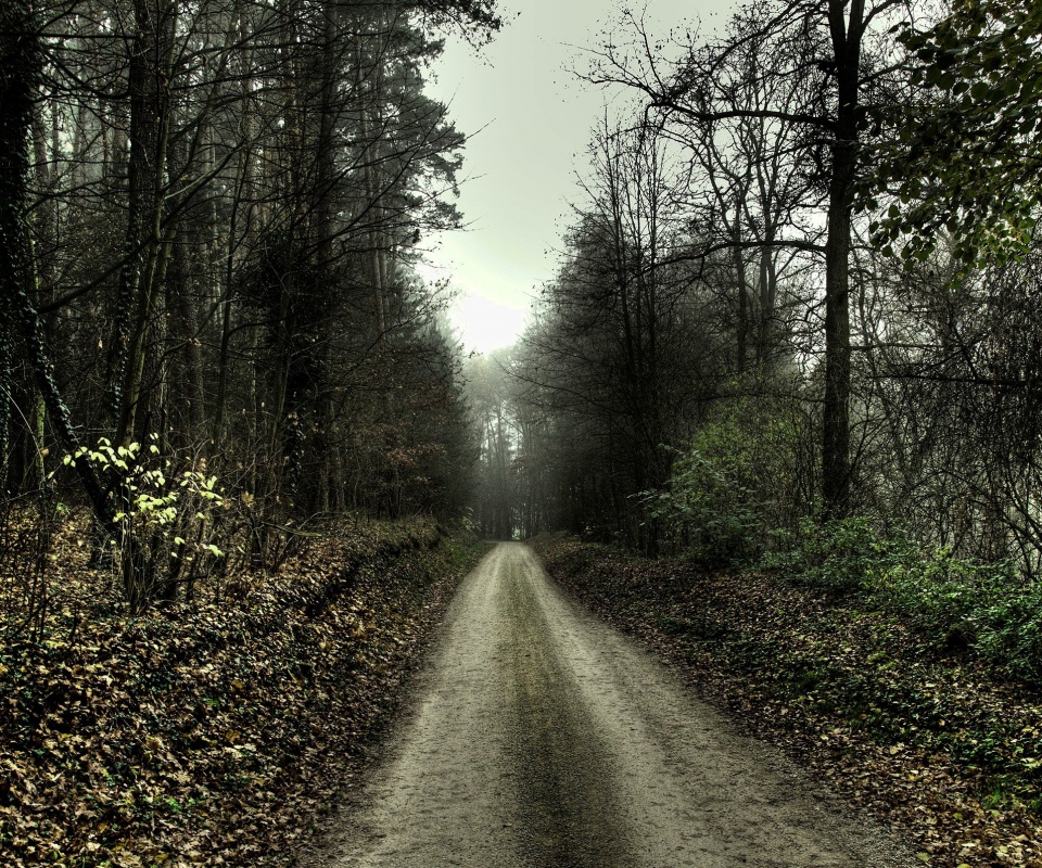 Дорога через лес обои