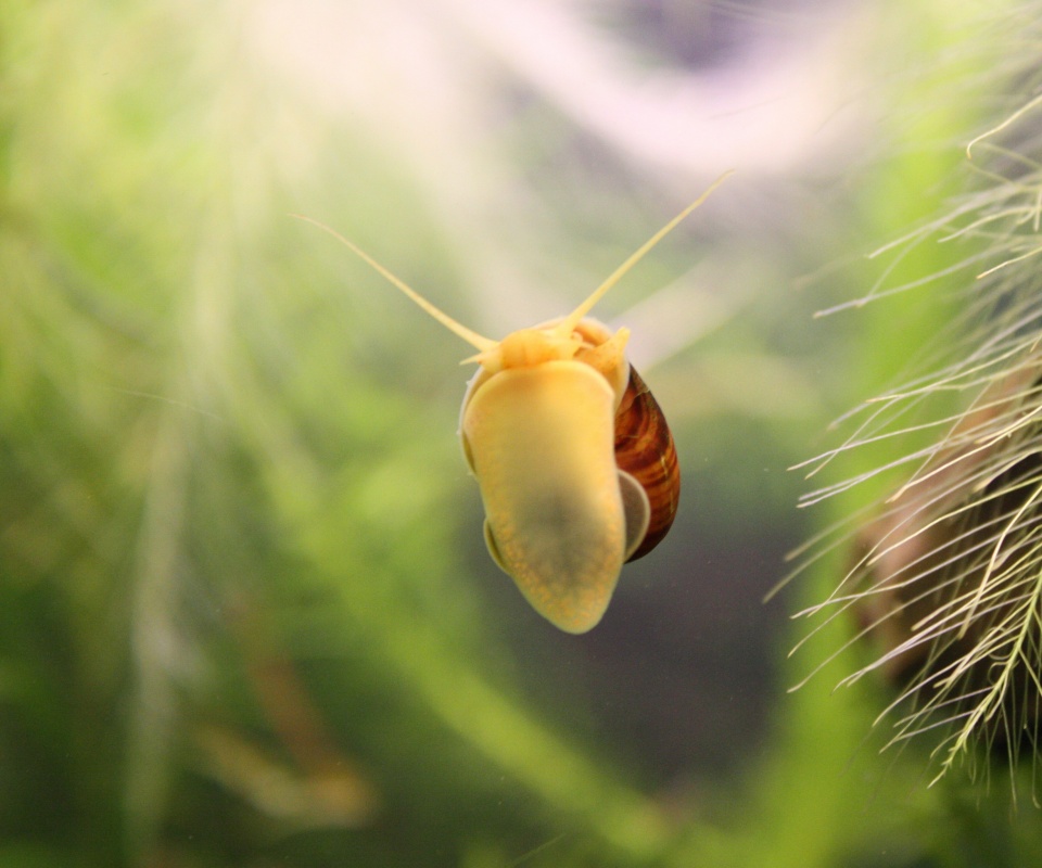 Летящее насекомое обои