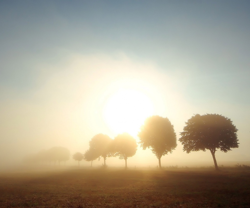 Деревья в поле обои