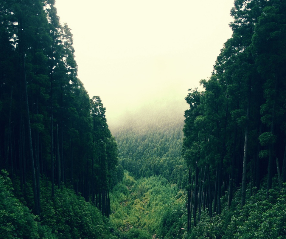 Густой лес обои