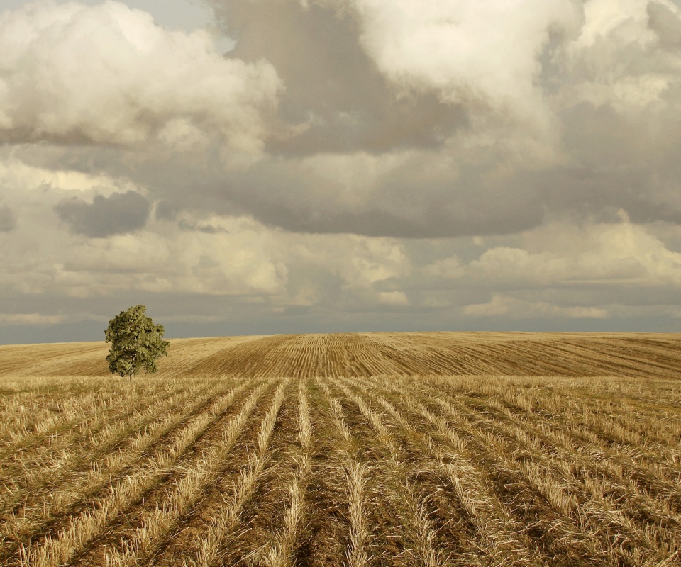 Дерево в поле обои