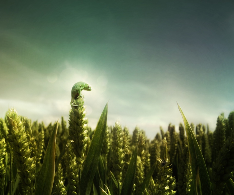 Маленький хамелеон на травинке обои