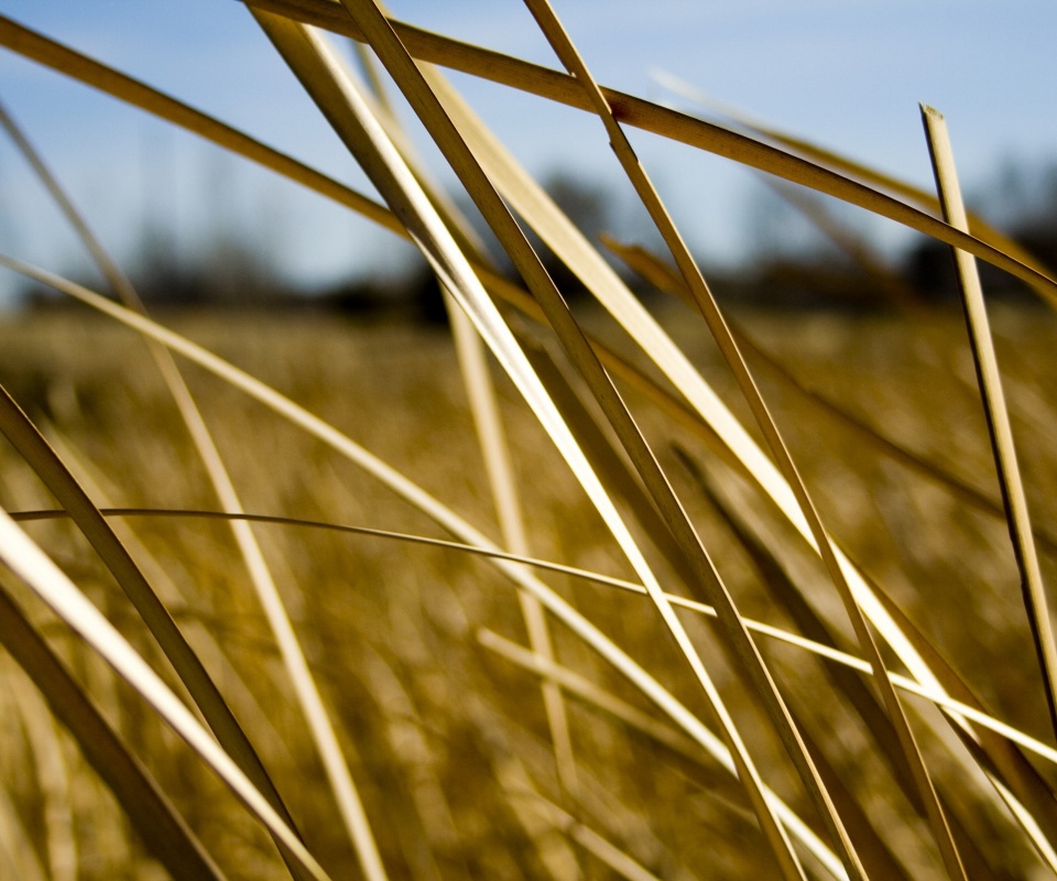 Желтая трава обои