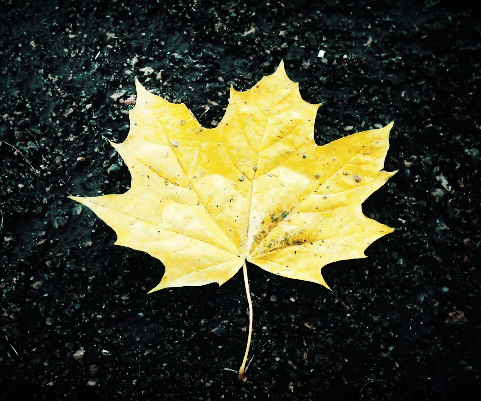 Желтый лист обои