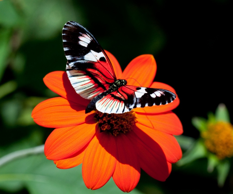 Бабочка на цветке обои