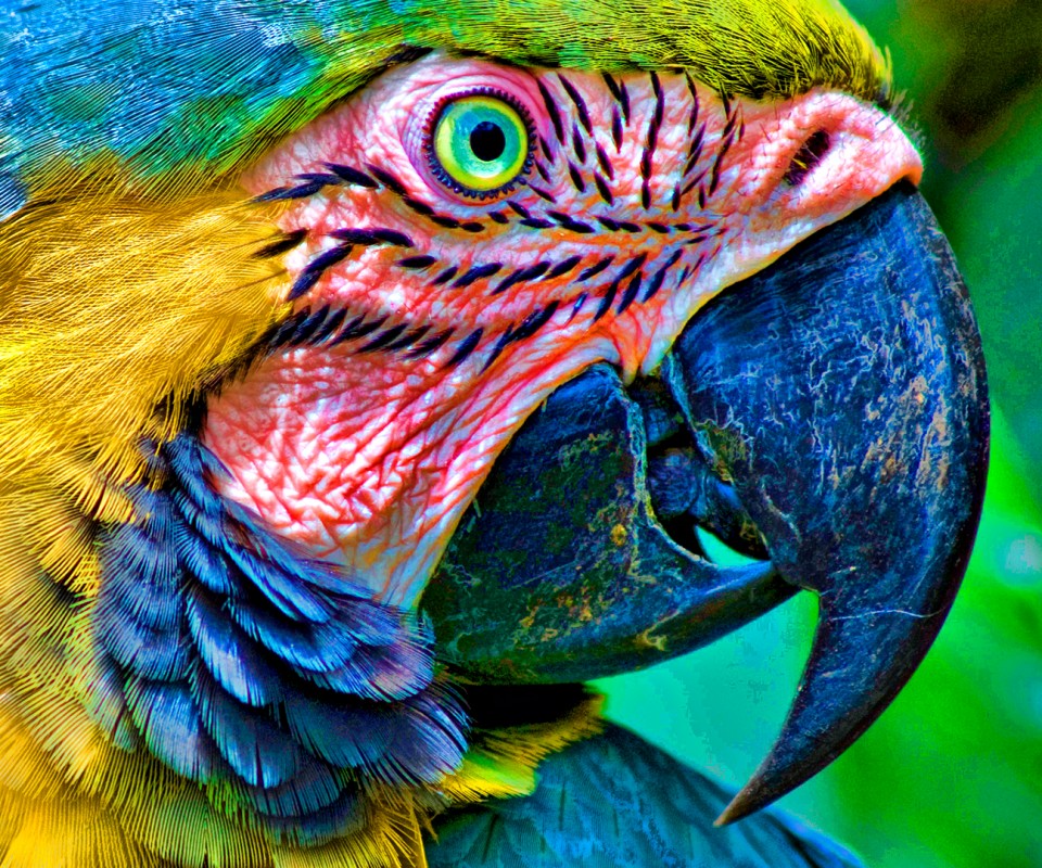 Попугай обои