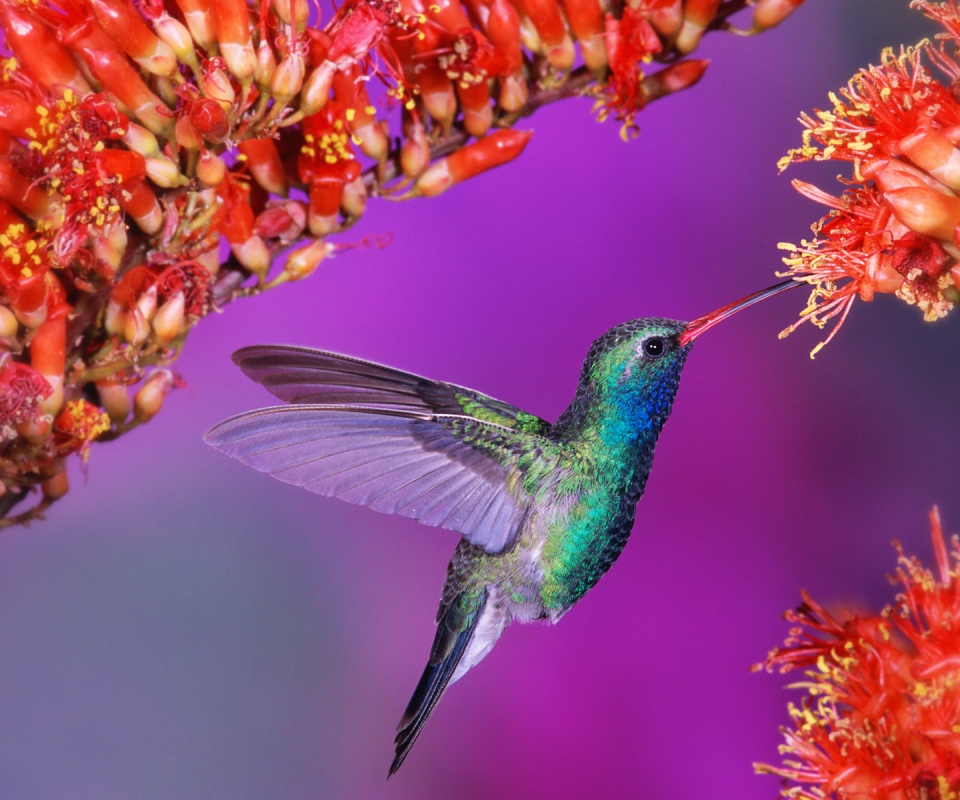 Колибри обои