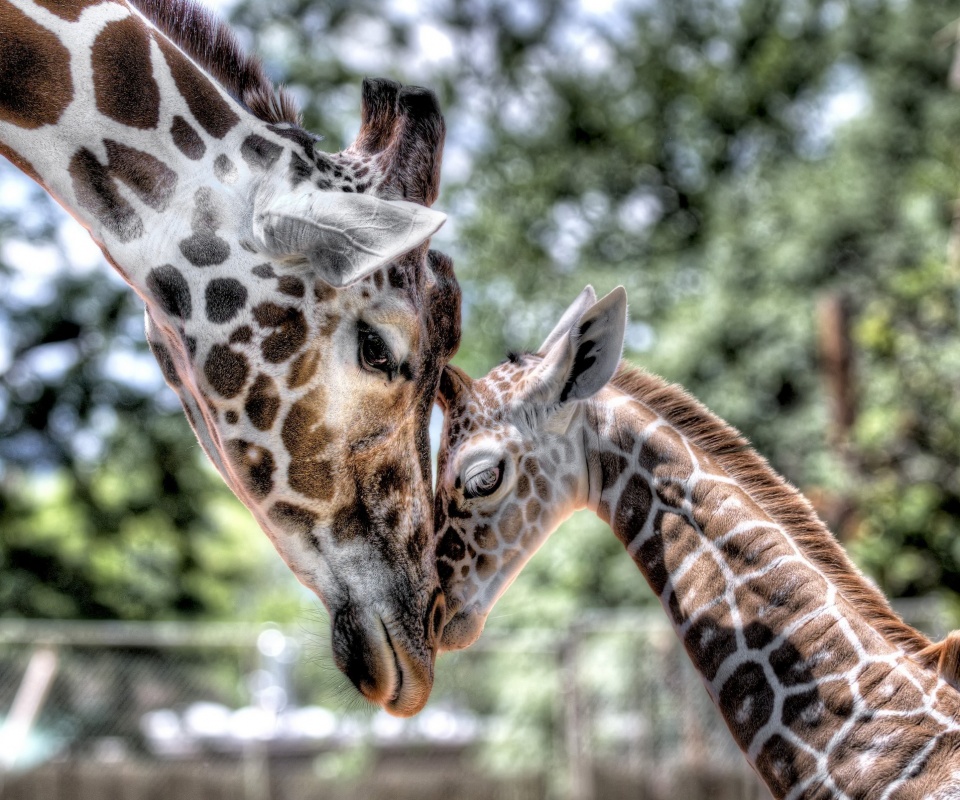 Жирафа и жирафёнок обои