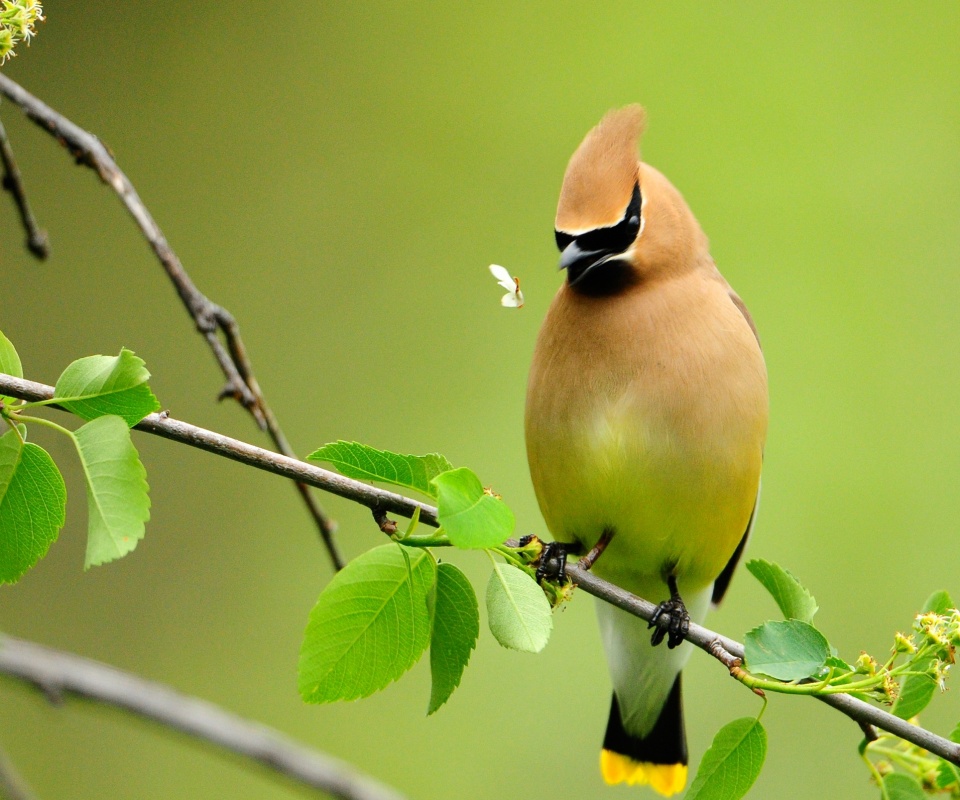 Оранжевая птичка обои