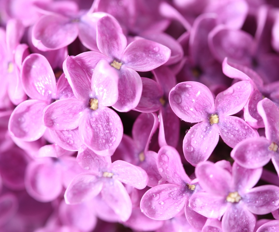 Цветы сирени обои