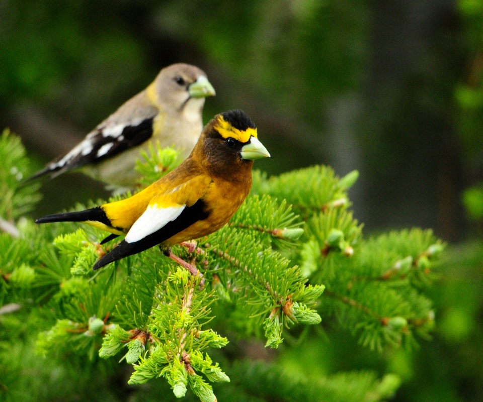 Птички с зелёными клювами обои