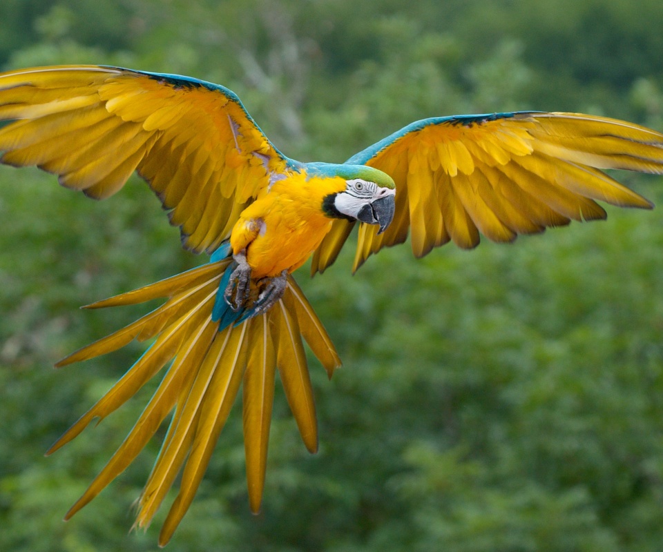 Летящий попугай обои