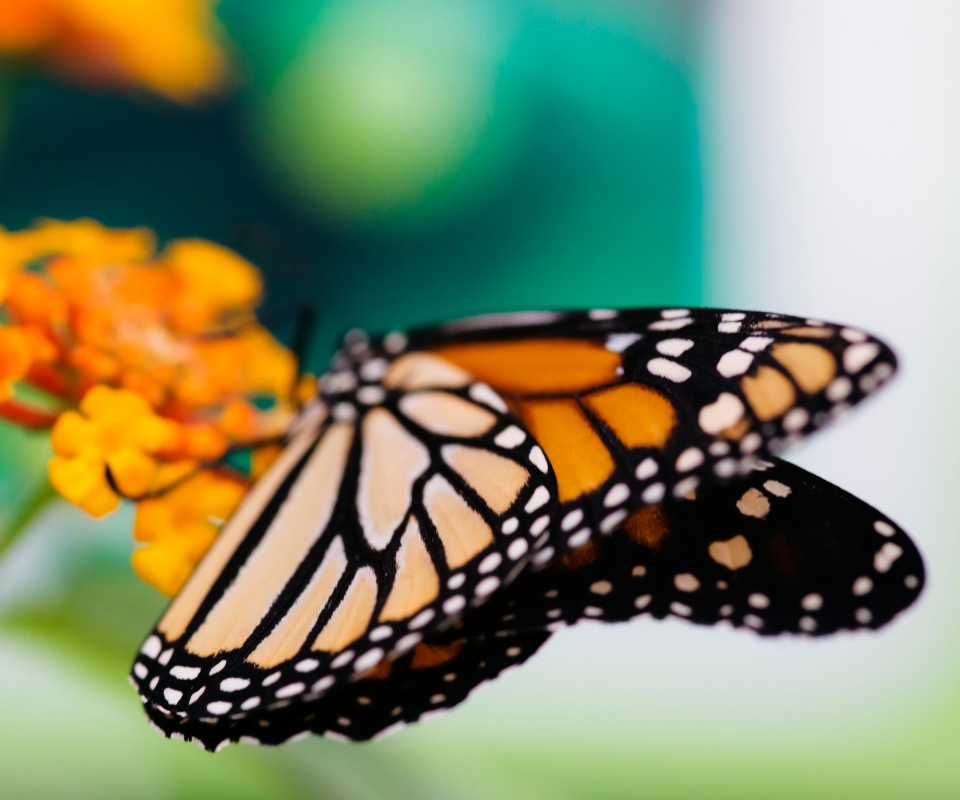 Бабочка на цветке в макро обои